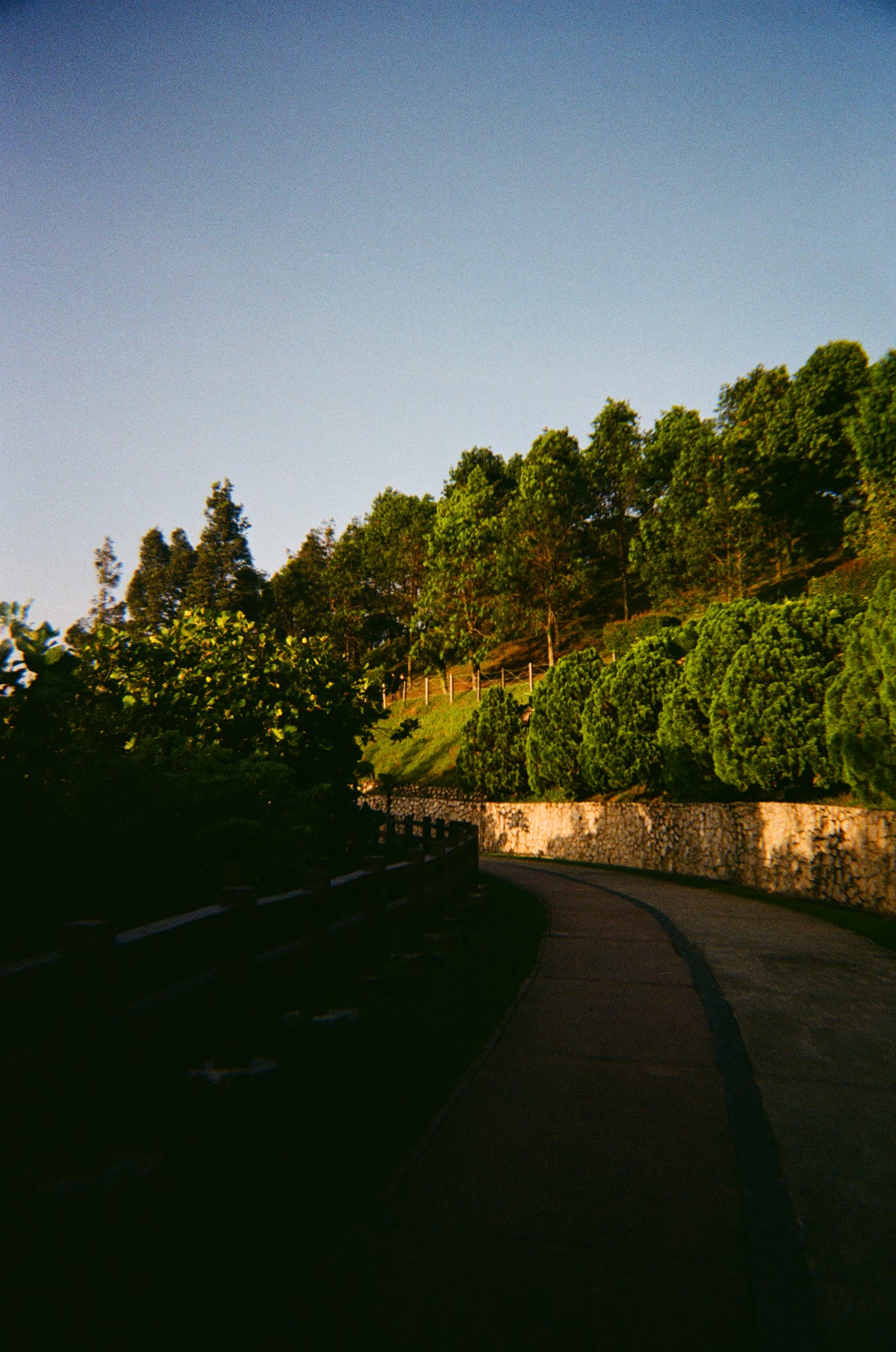 Hedges and tall trees along a stone wall against a clear sky