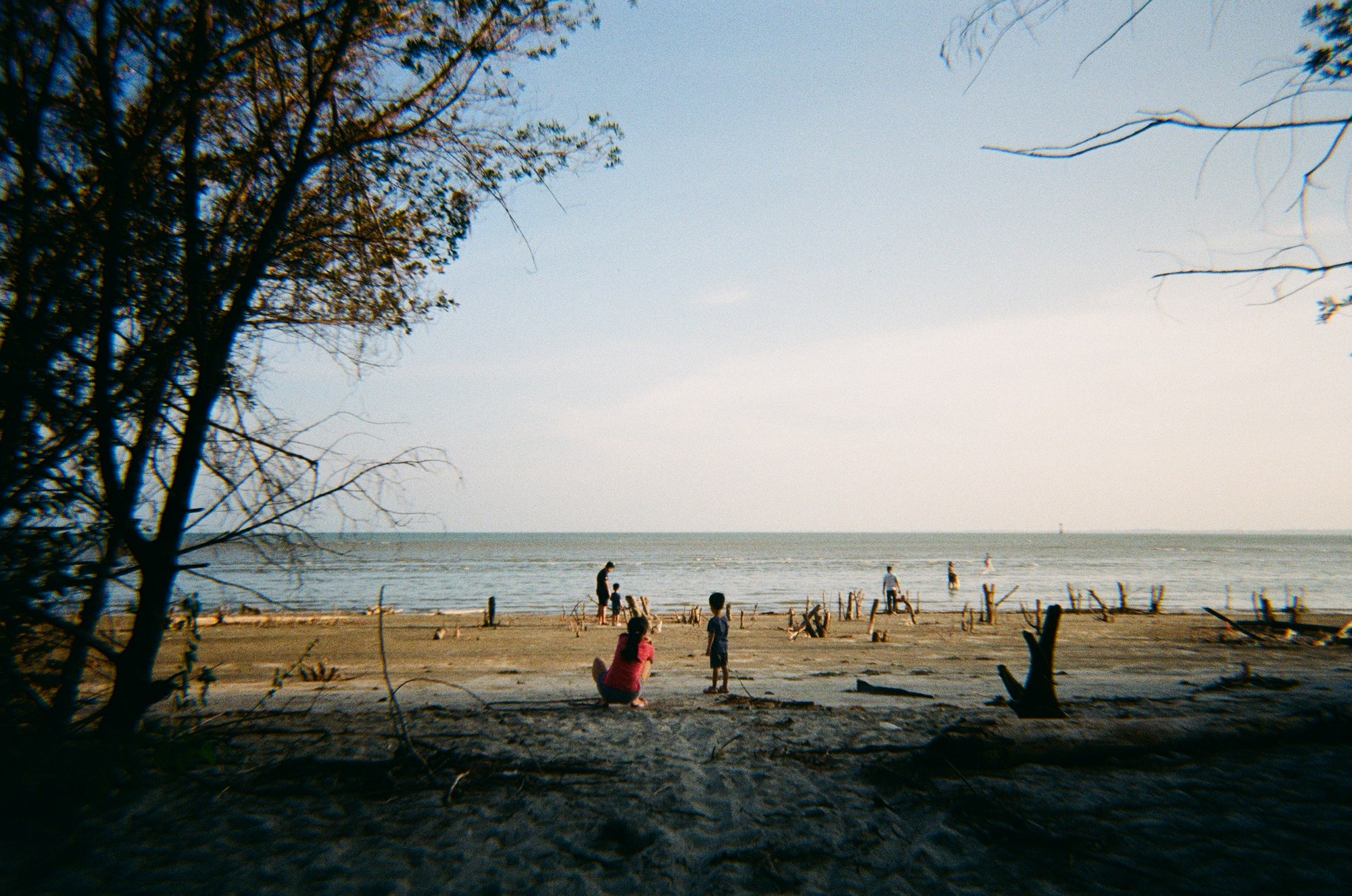 Children playing on a beach framed by bare trees, the sea behind them
