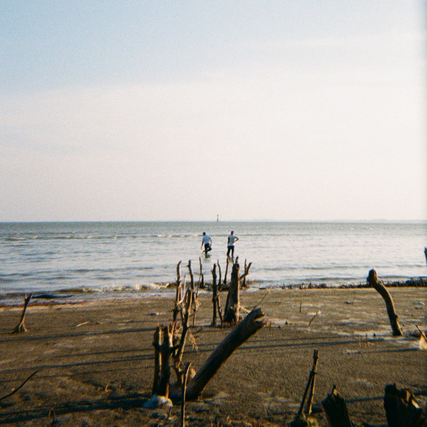 Driftwood on a beach, two people wading out into the sea
